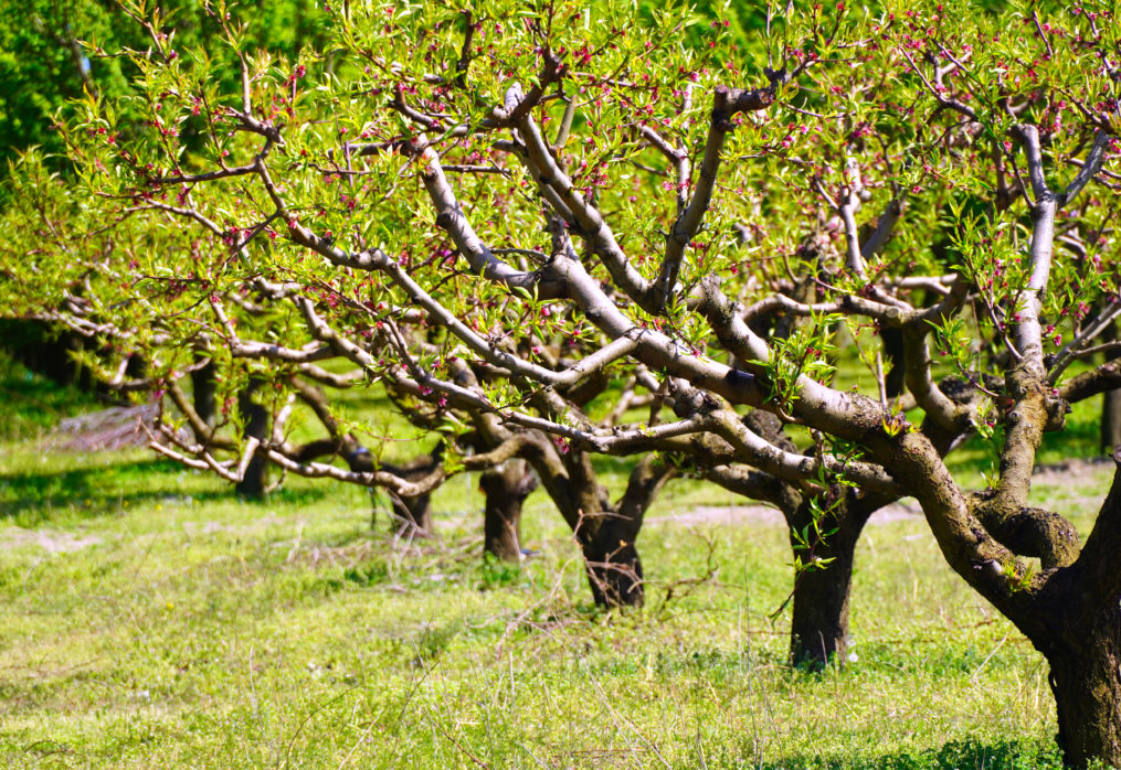 Fruit Logistics visited the farms of local farmers in Kvareli