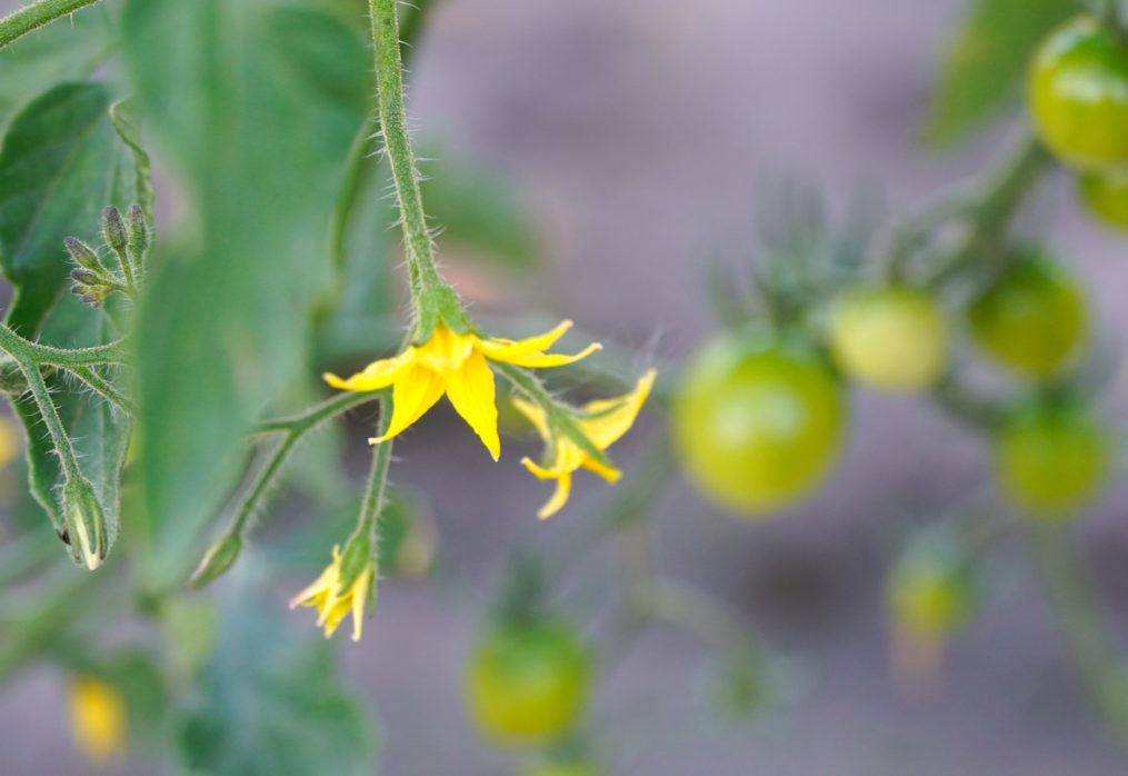 Georgian seasonal vegetables are being harvested on farms